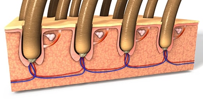 prp hair treatment atlanta, image of a close-up hair follicle diagram.