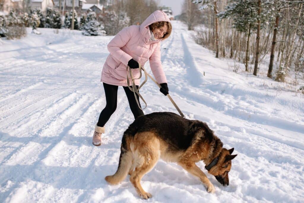 Cold weather injuries, Woman wearing a pink puffy jacket, black leggings and snow boots walks her big German Shepherd dog on a snowy road.
