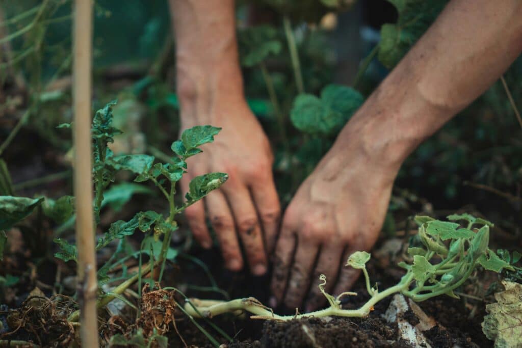 Arthritis Weather Index, image of hands digging in the garden.